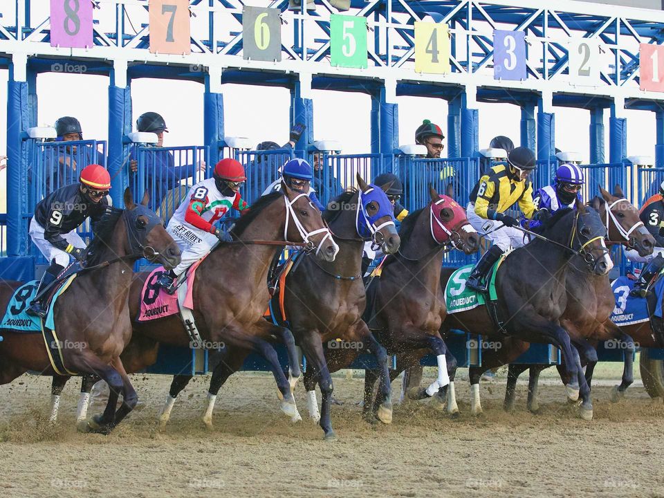 Alpha Eighty Eight and Prince James in the Remsen Stakes by Fleetphoto