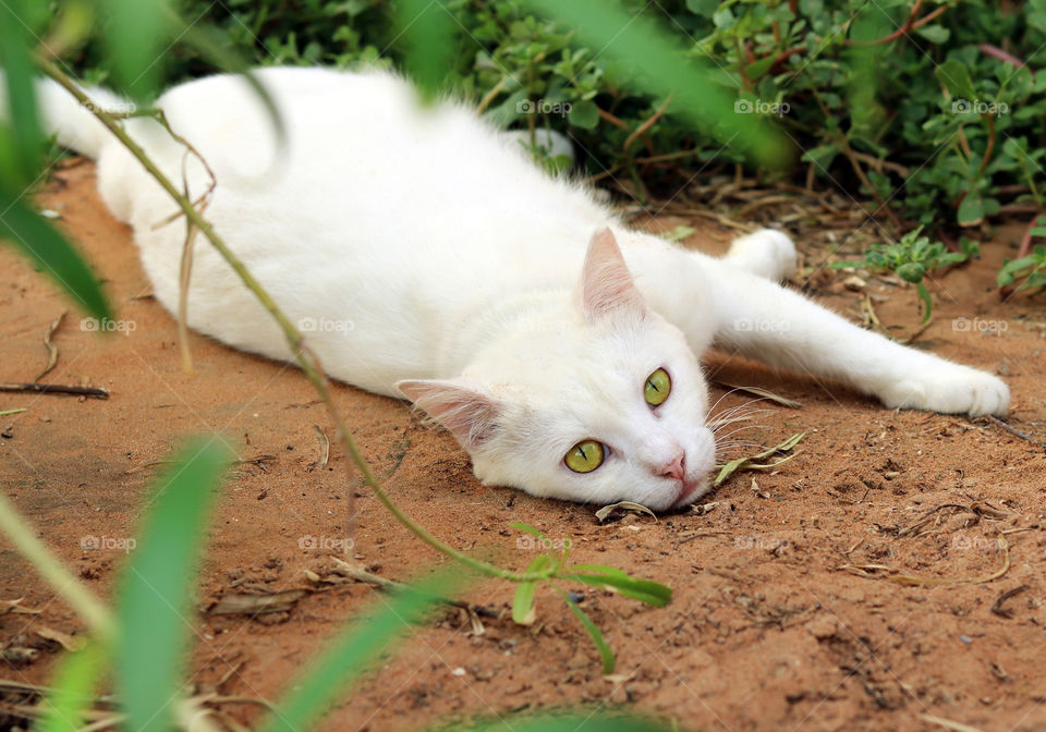 White Cat