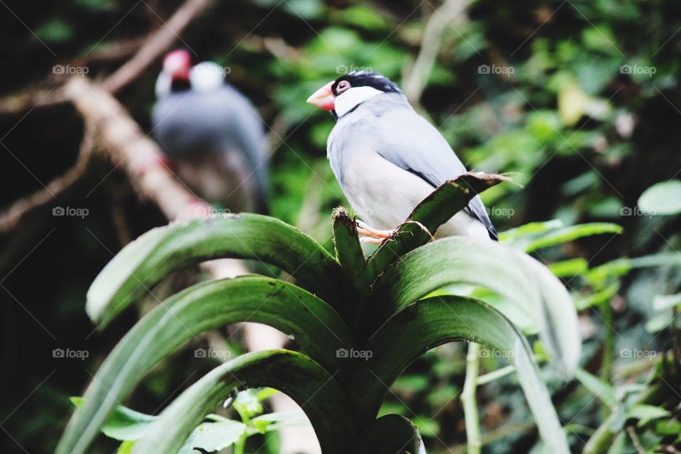 Bird, Nature, Wildlife, No Person, Outdoors