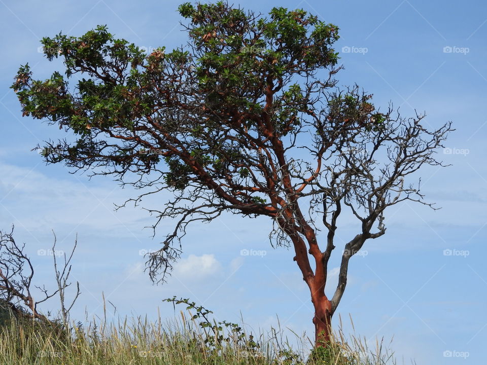 Arbutus Tree