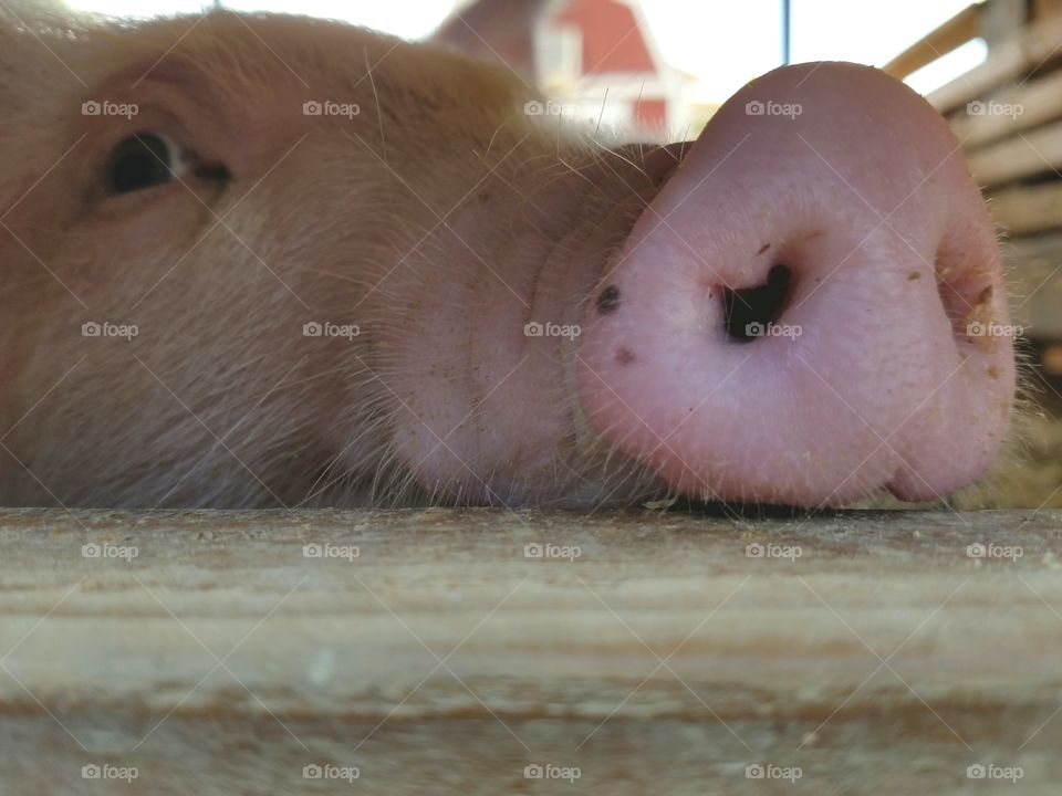 snout