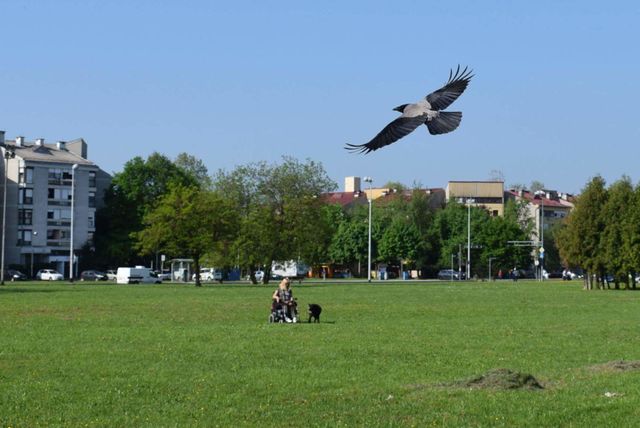 bird in flight