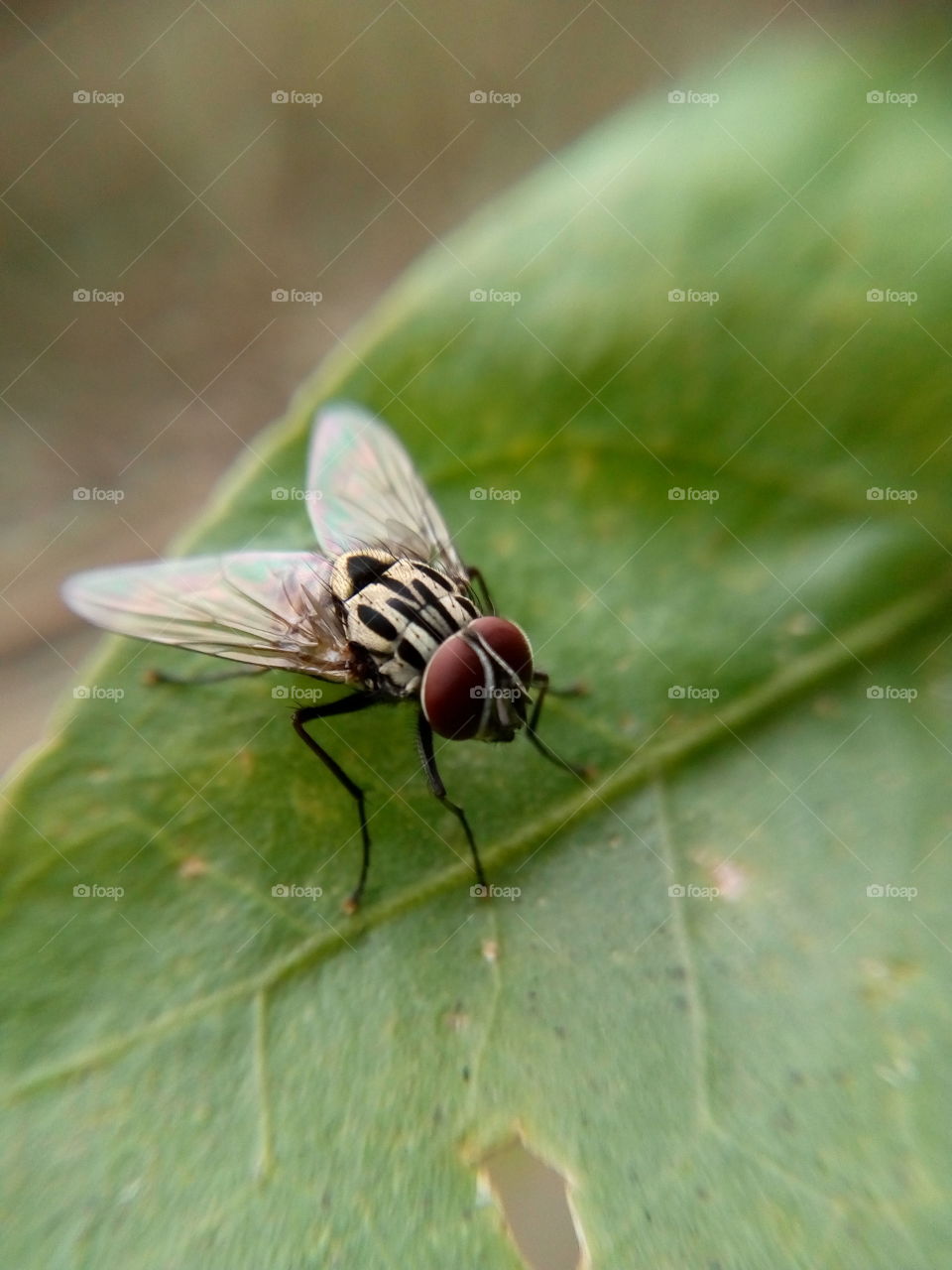 Housefly.