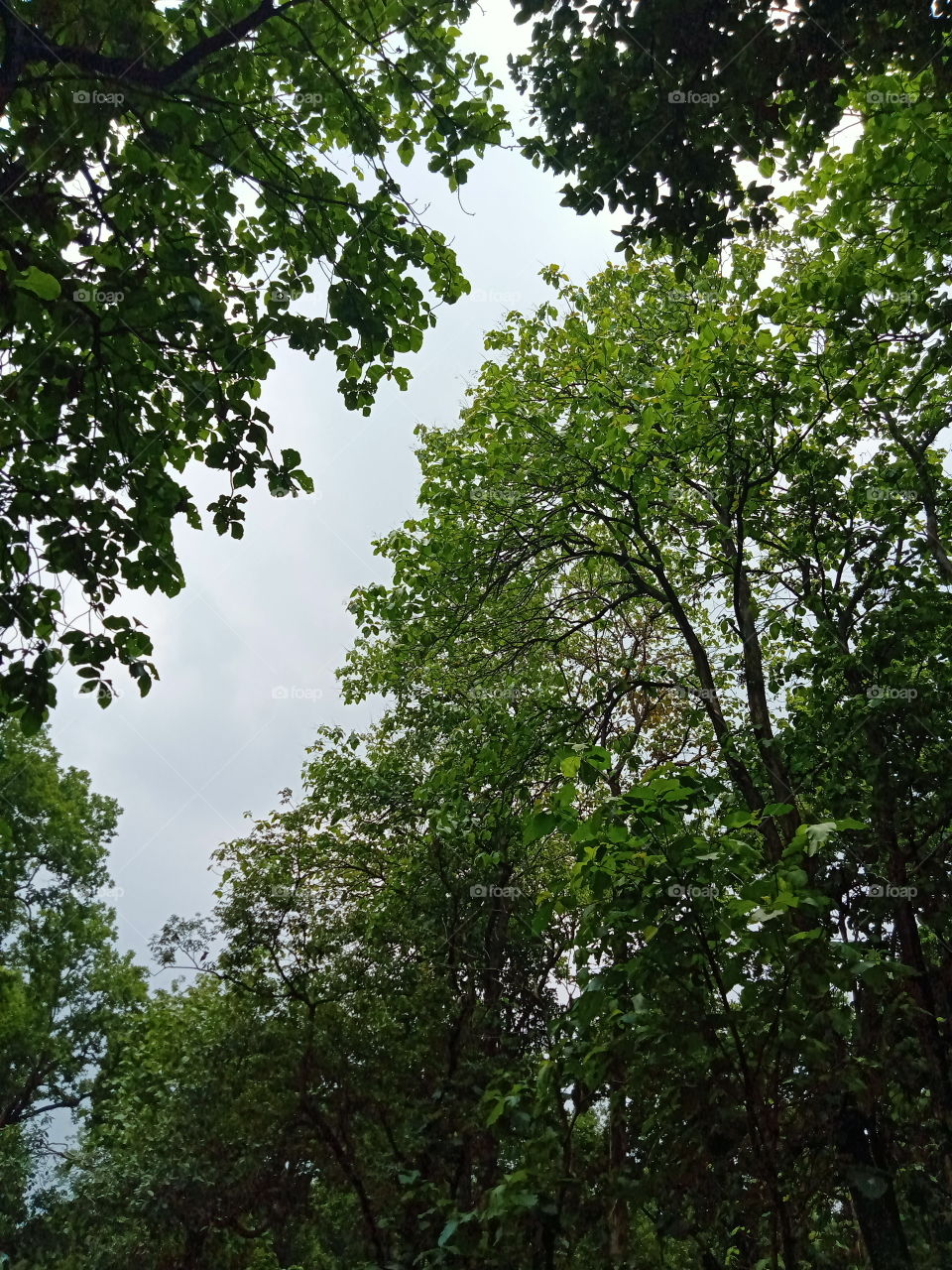 Seeing through the trees