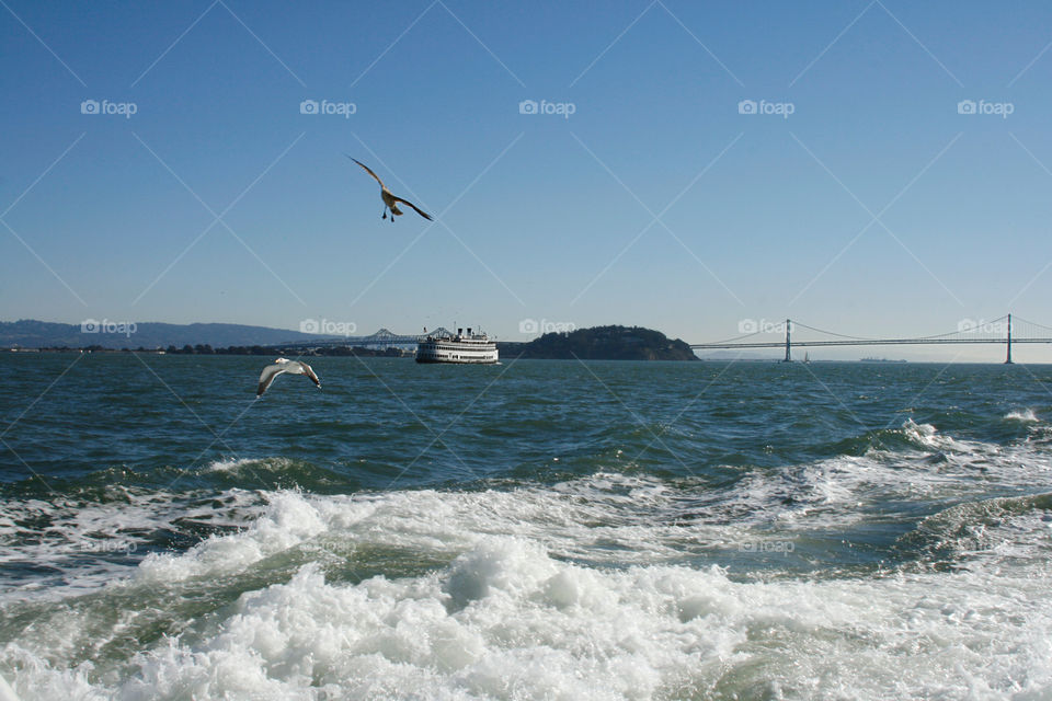 Bird. Ship. Bridge. Water