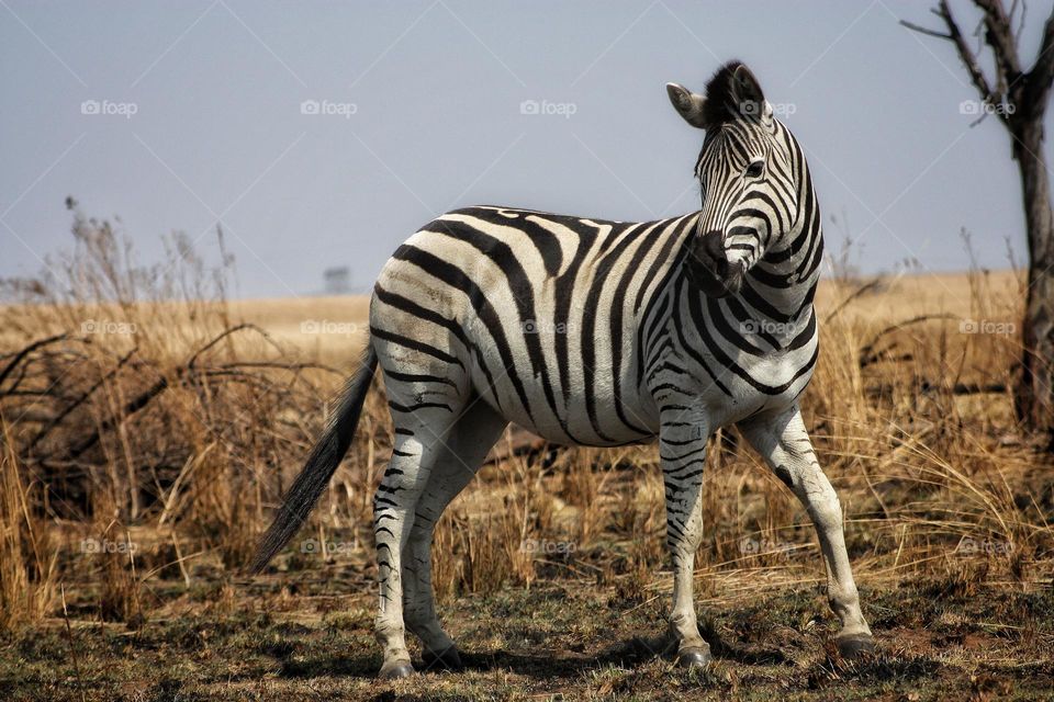 zebra striking a pose.afternoon