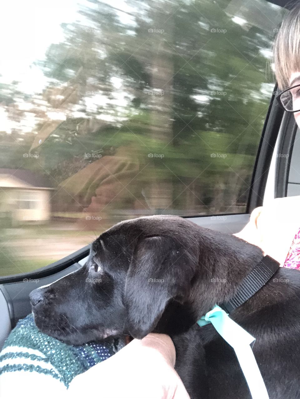 Chocolate Lab, freedom ride from death row