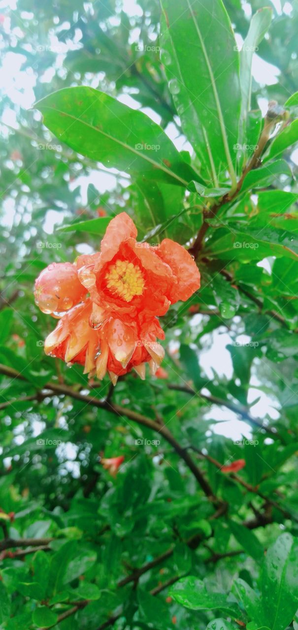 pomegranate flower