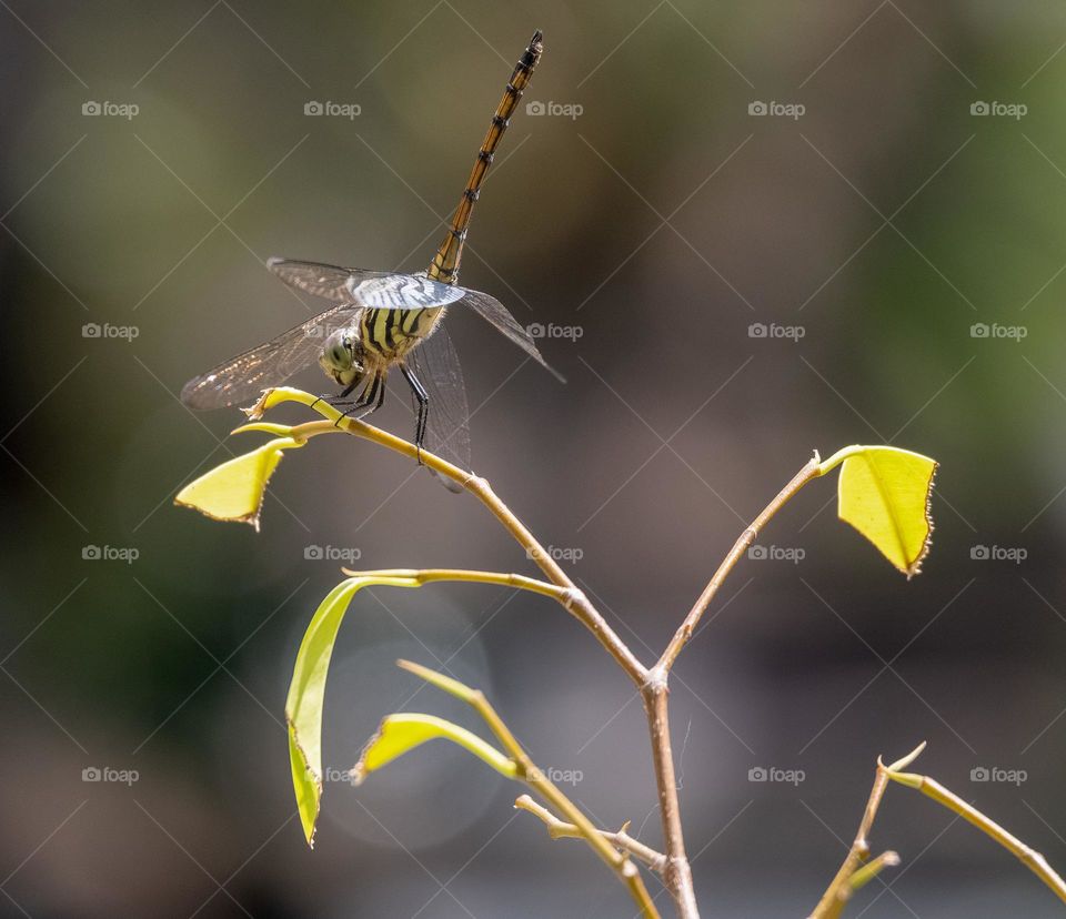 Dragonfly pearched on tree