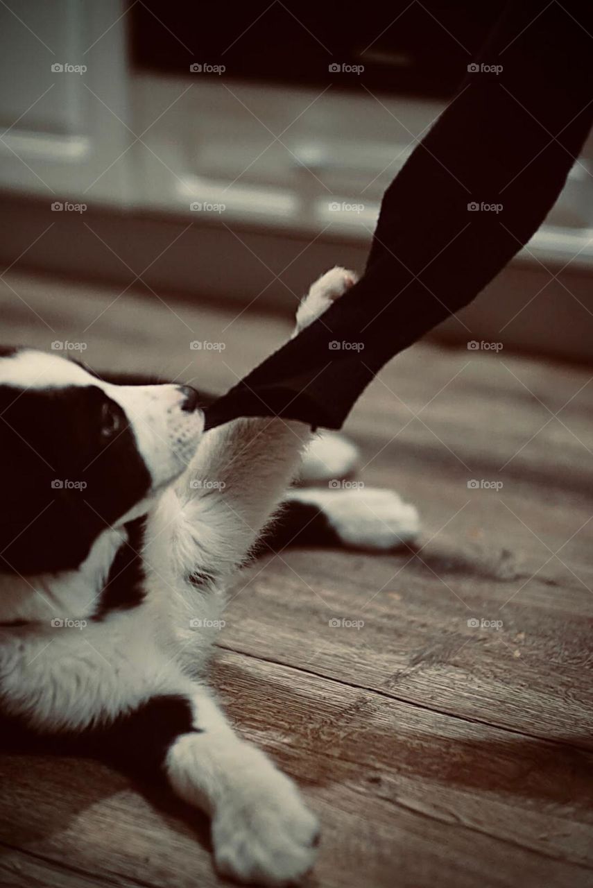 My playfull puppy 🐶🖤🤍