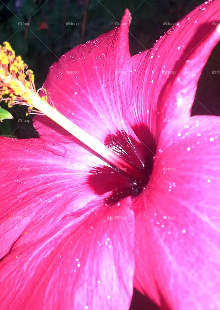 flower