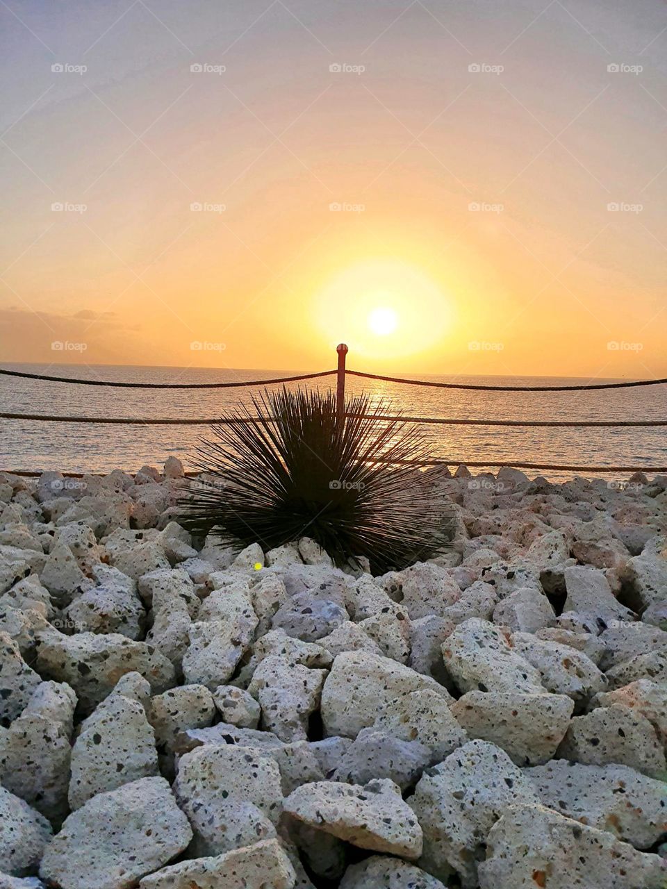 cactus in rock garden overlooking the sea and the sunset