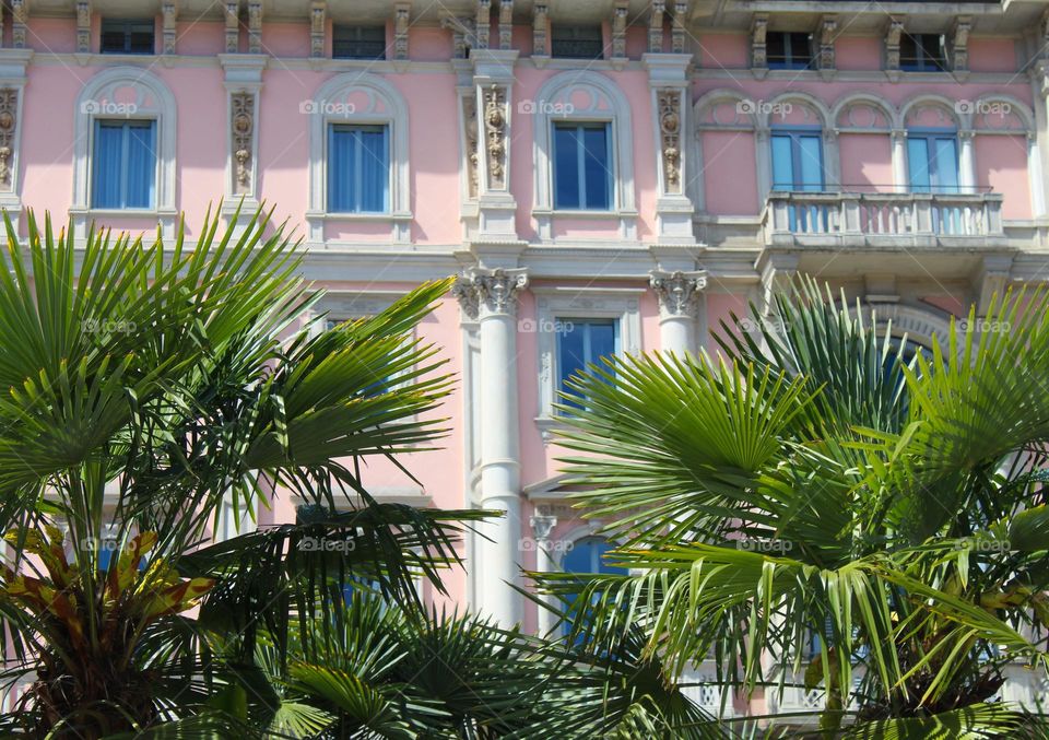 Beautiful palm trees in front of a old pink building in Milano.  Italy