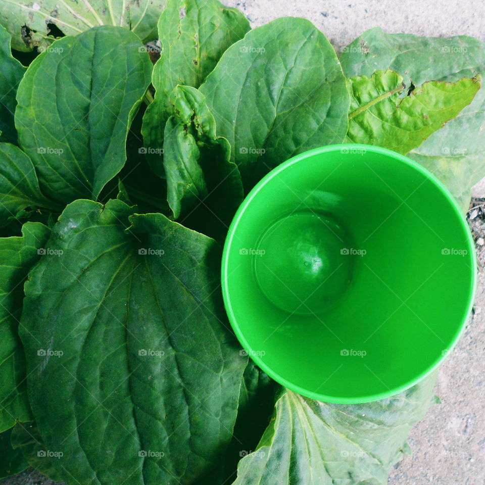 Green plastic glass and leaves of plantain