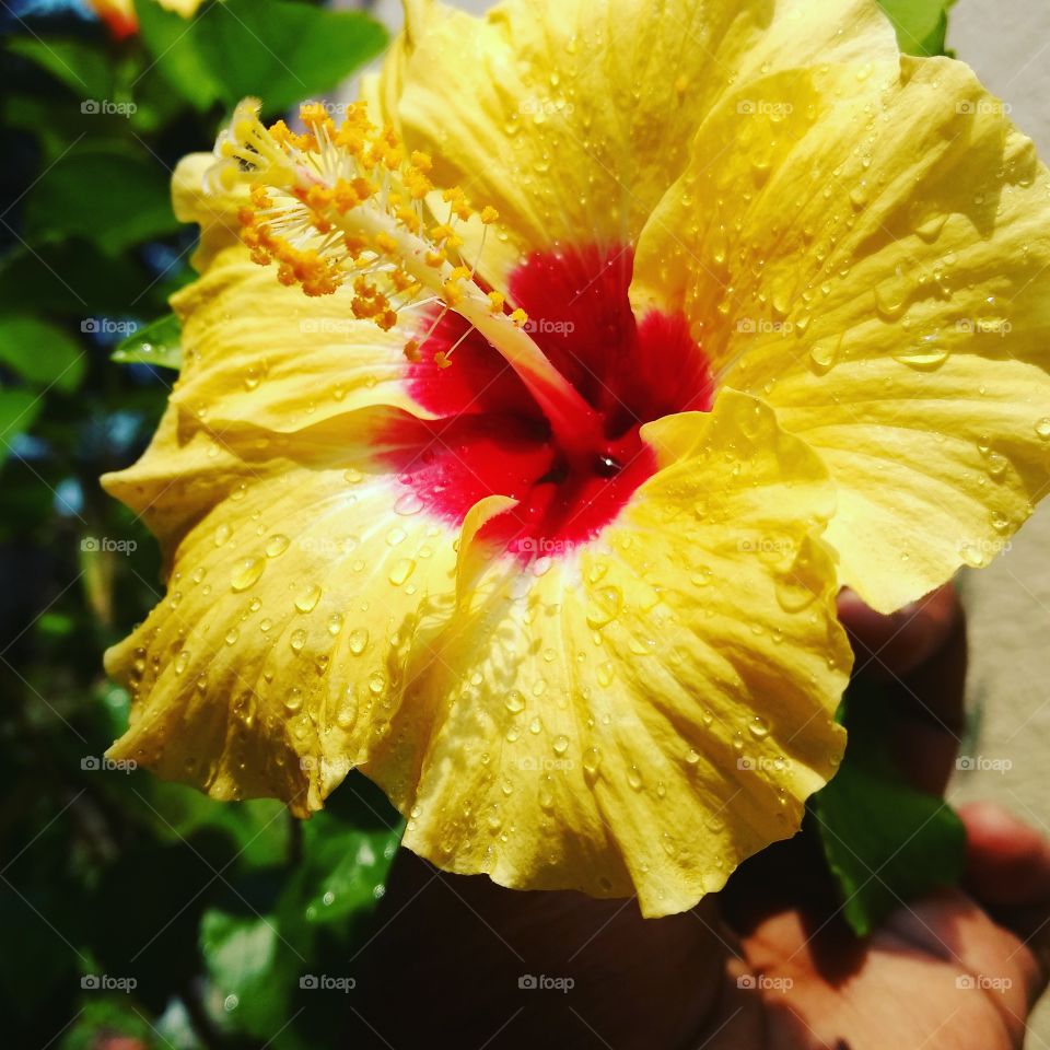 hibiscus 
plant
hybrid flower 
yellow and blinking red