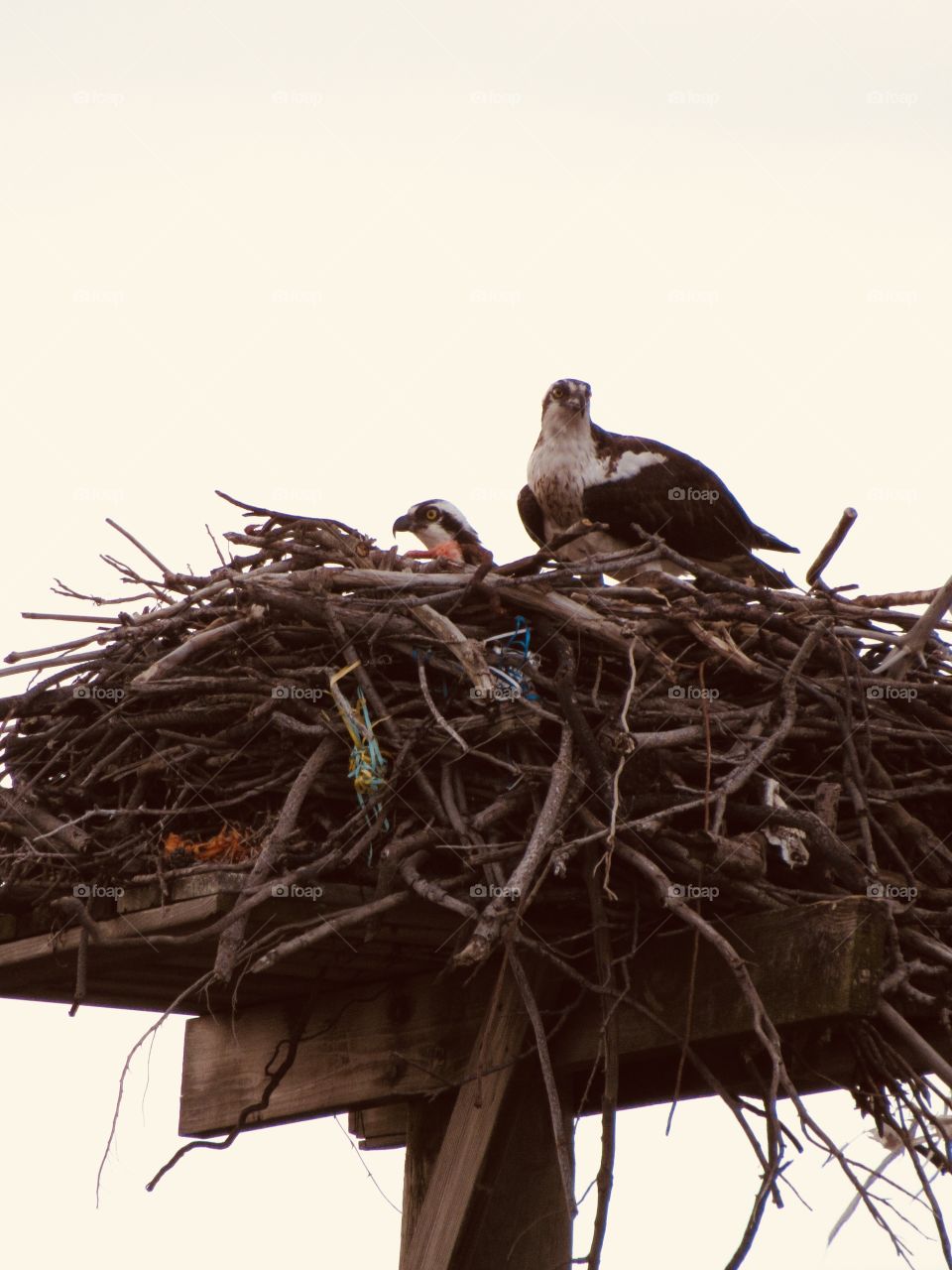 New York, Long Island, Fire Island, Nature, tree, plants, outdoors, calm, relax, shades, colors, Clouds, sky, path, view, eagle, animals, wildlife, nest, bird, 