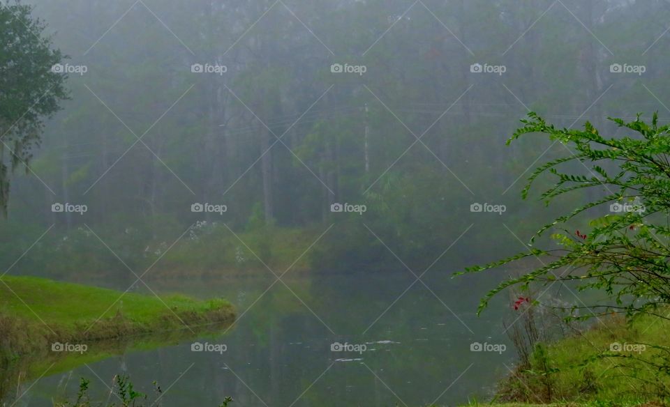 Foggy morning over the pond