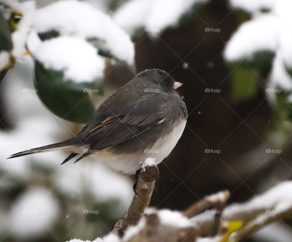 Bird in Snowfall