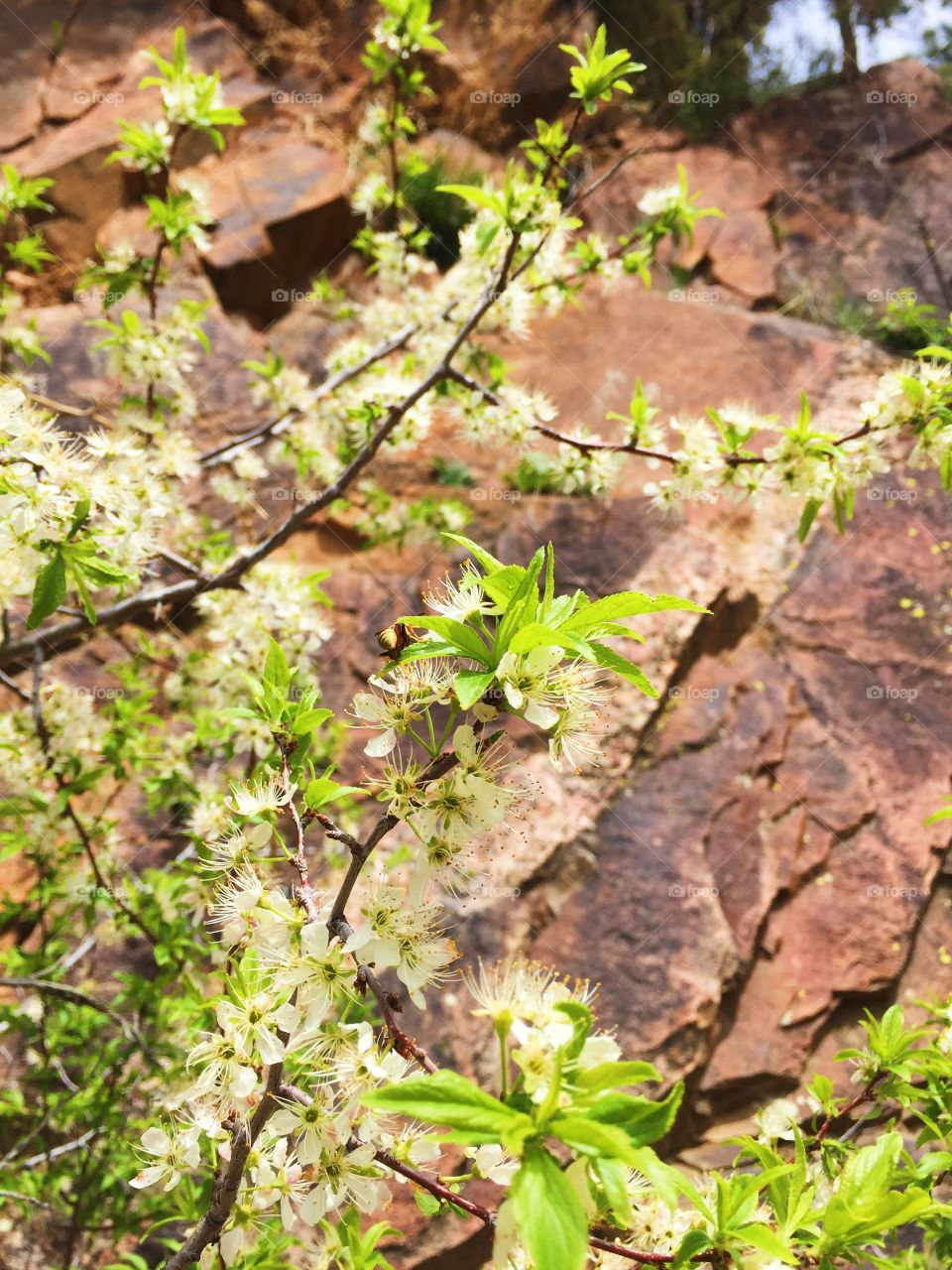 Flor. Eldorado, CO