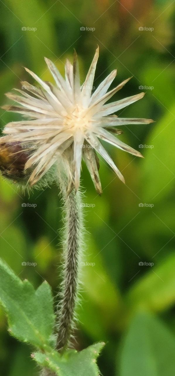 Tridax procumbens.coatbuttons