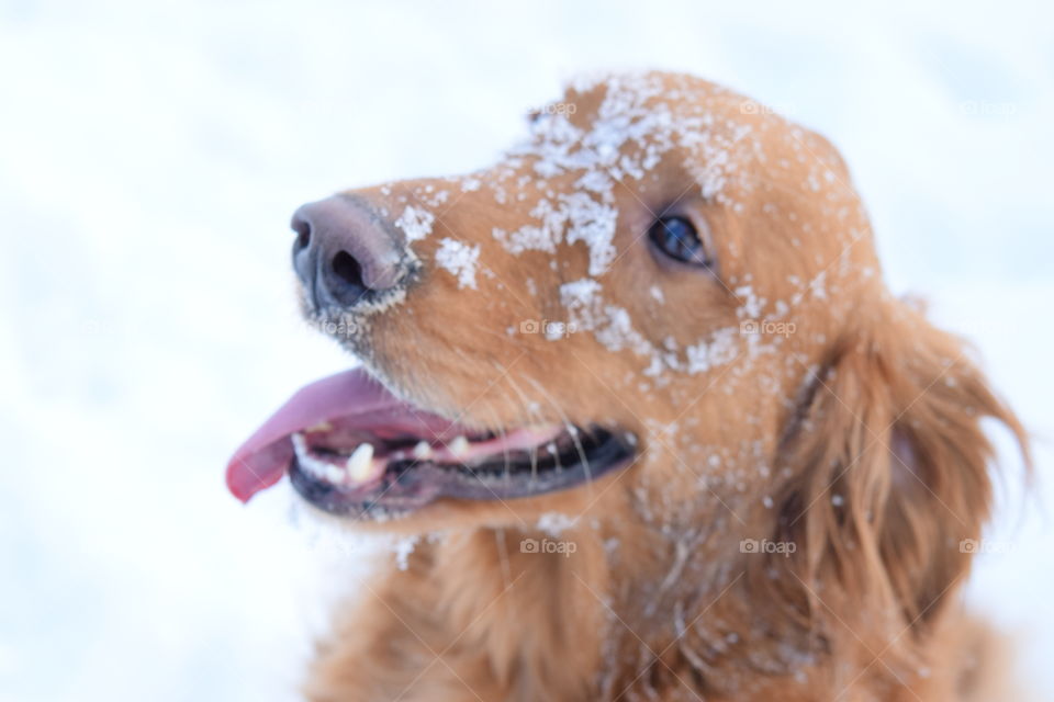 Dog snow face