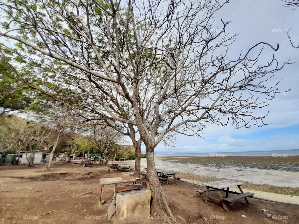 Trees by the beach at Taurama, Port Moresby, Papua New Guinea