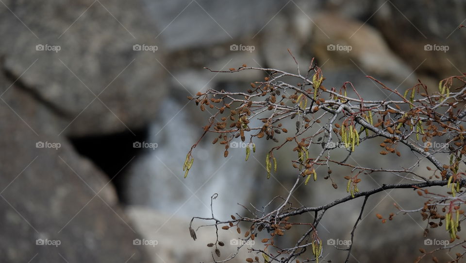 Sparse winter foliage