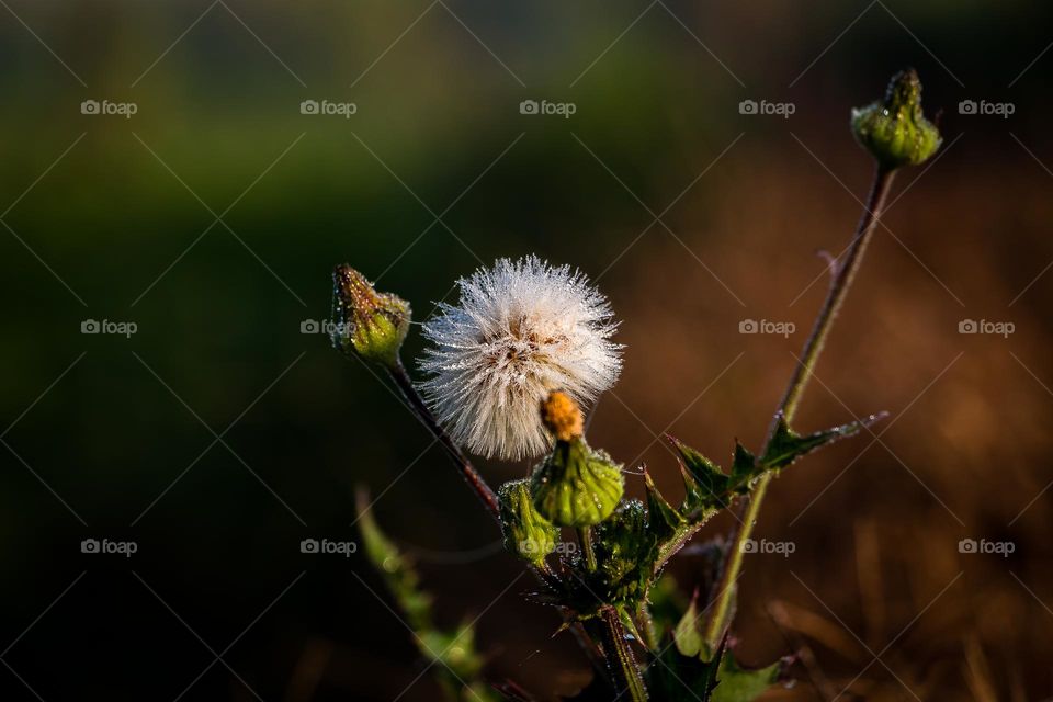 White flower