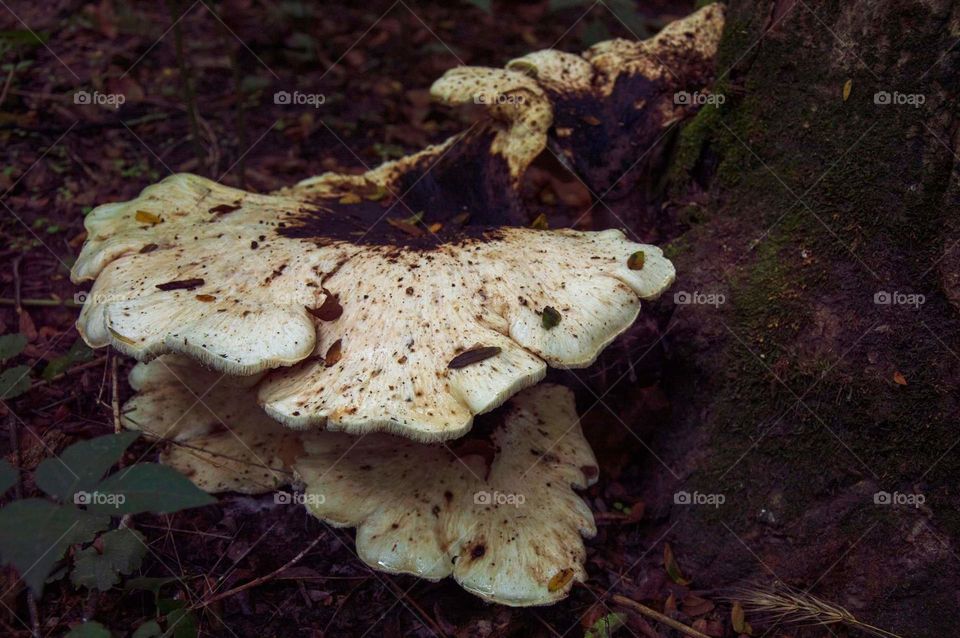 Mushrooms in the Woods