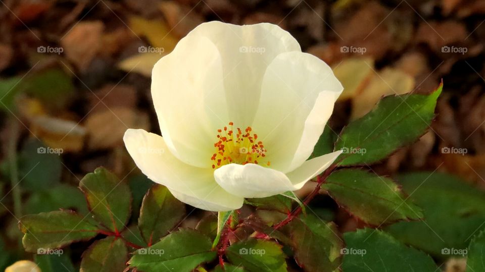 Delicate Flower in the Fall