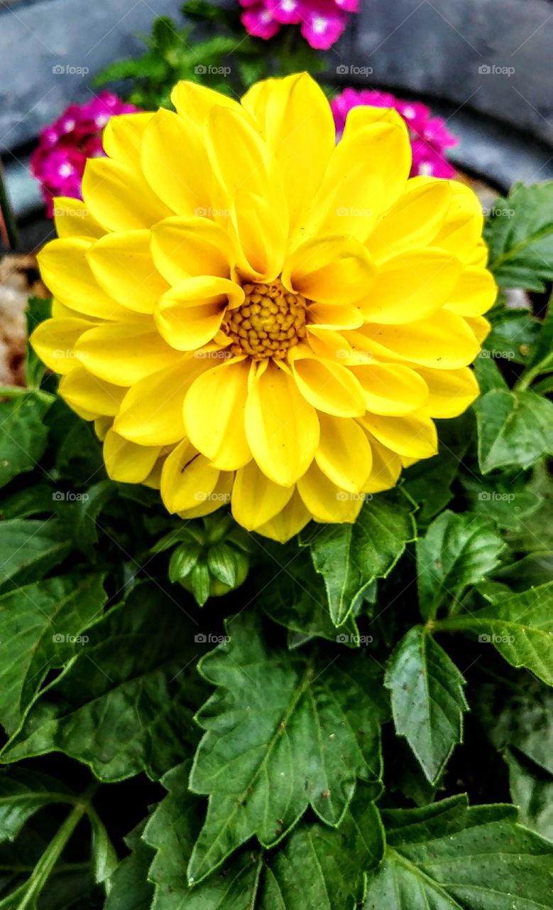 Yellow Dahlia