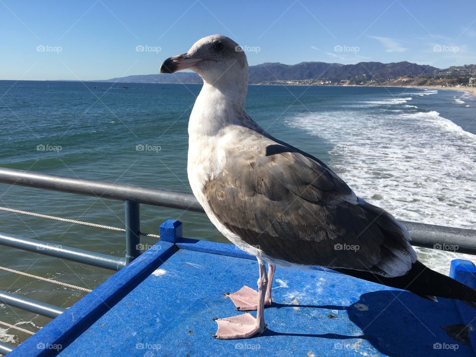 Santa Monica Gull.