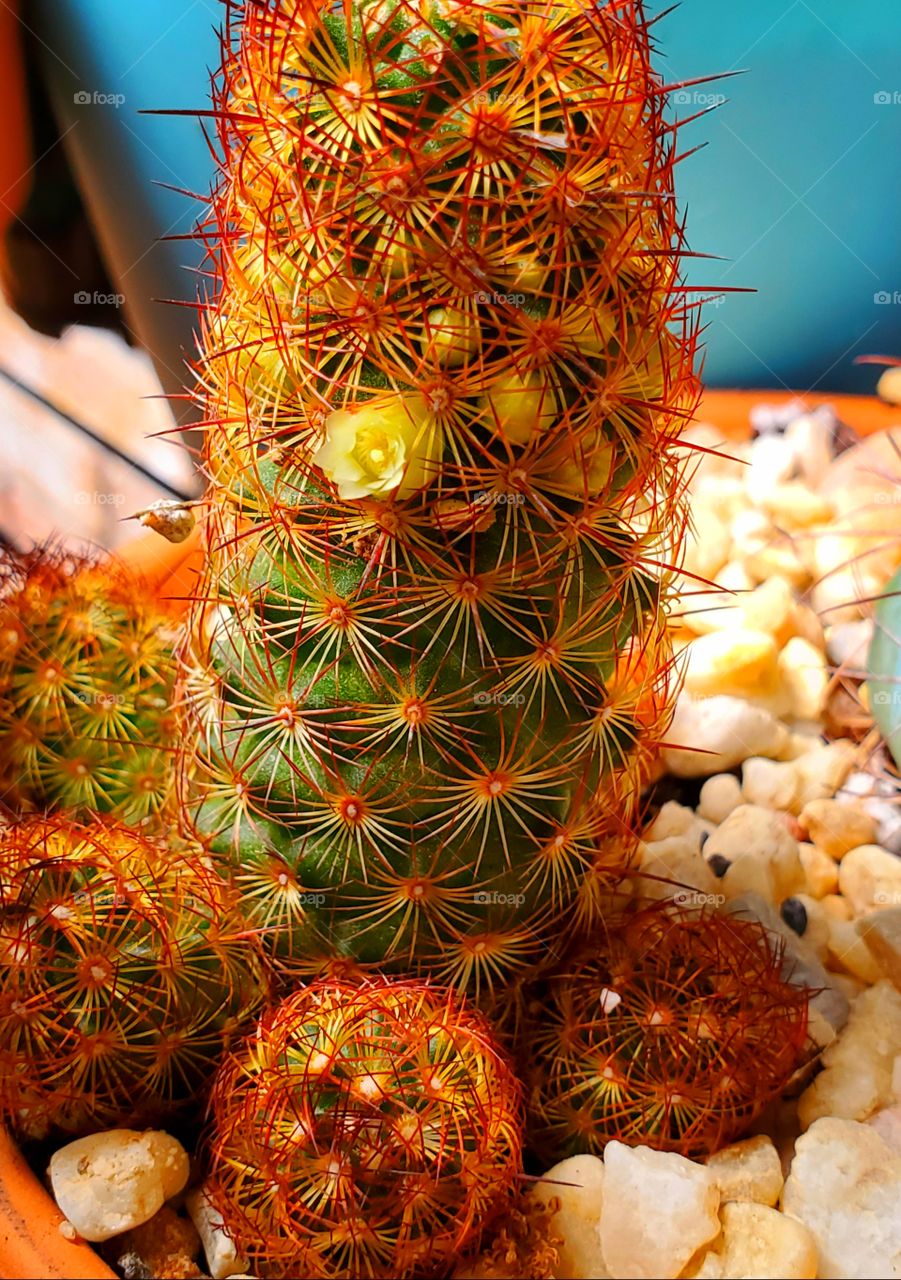 cactus