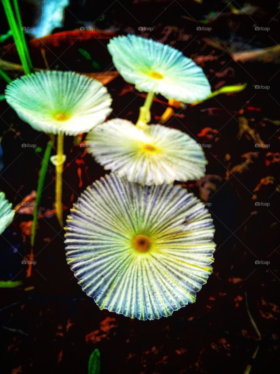 Leucocoprinus fragilissimus commonly known as brittle dapperling is a species of gill fungus in the family Agaricaceae