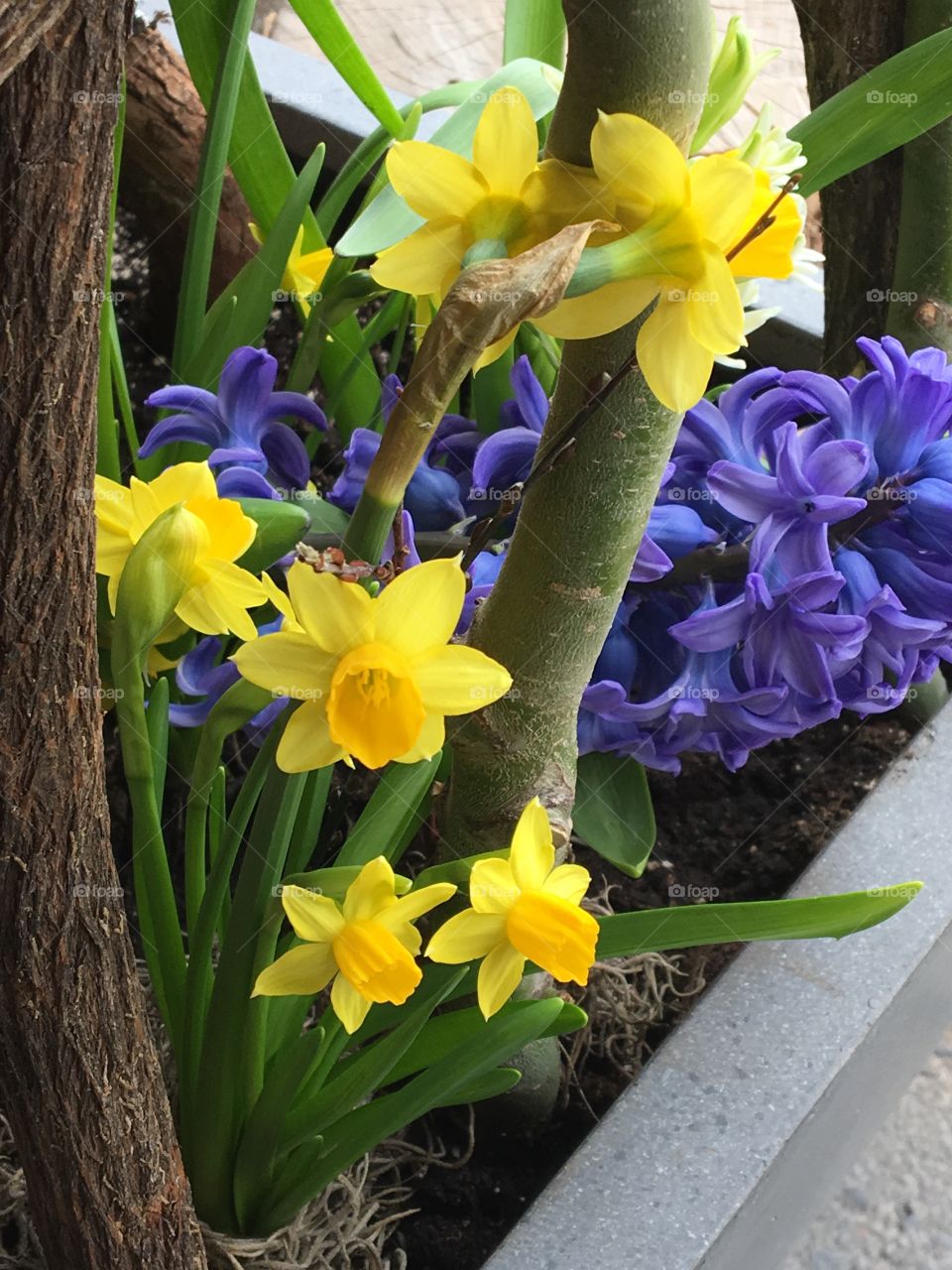 Daffodils & hyacinth 