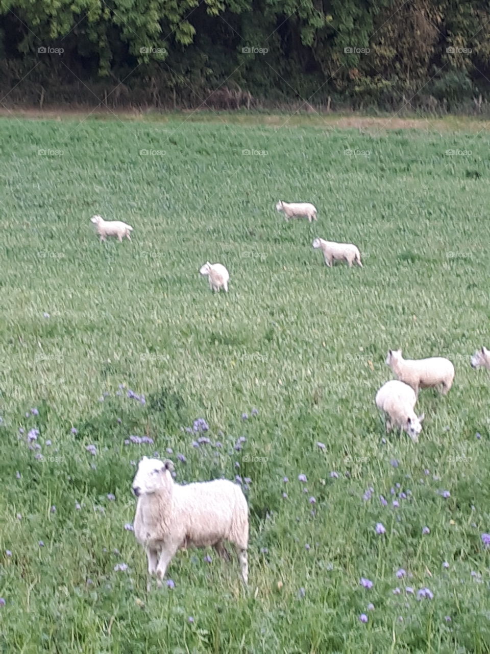 Sheep In A Meadow