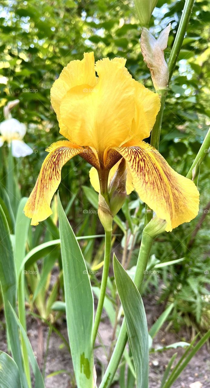 Iris is a perennial plant. Flowers of various, original shapes, have a variety of colors and petal shapes.
After cutting in water, Iris can live from one to one and a half weeks.