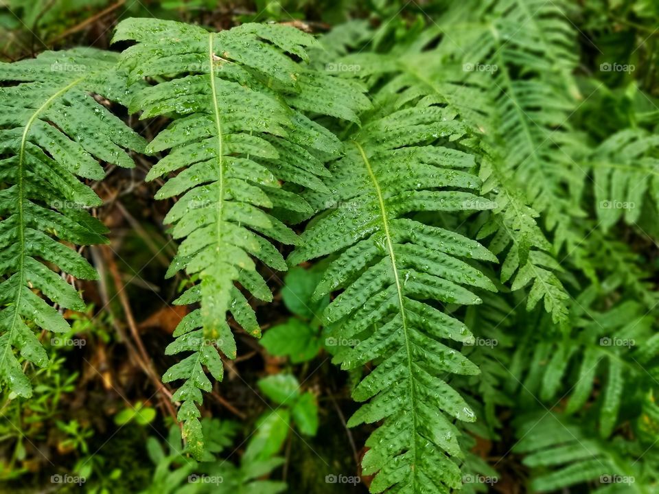 Ferns