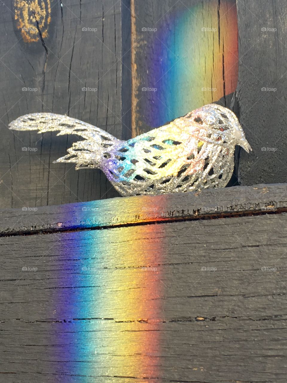 Rainbow shimmer bird