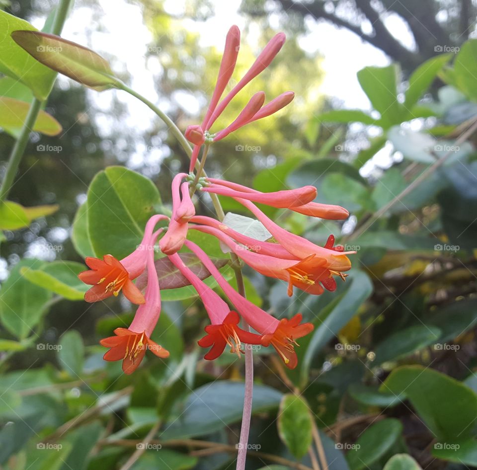 sweet honeysuckle vine flowers