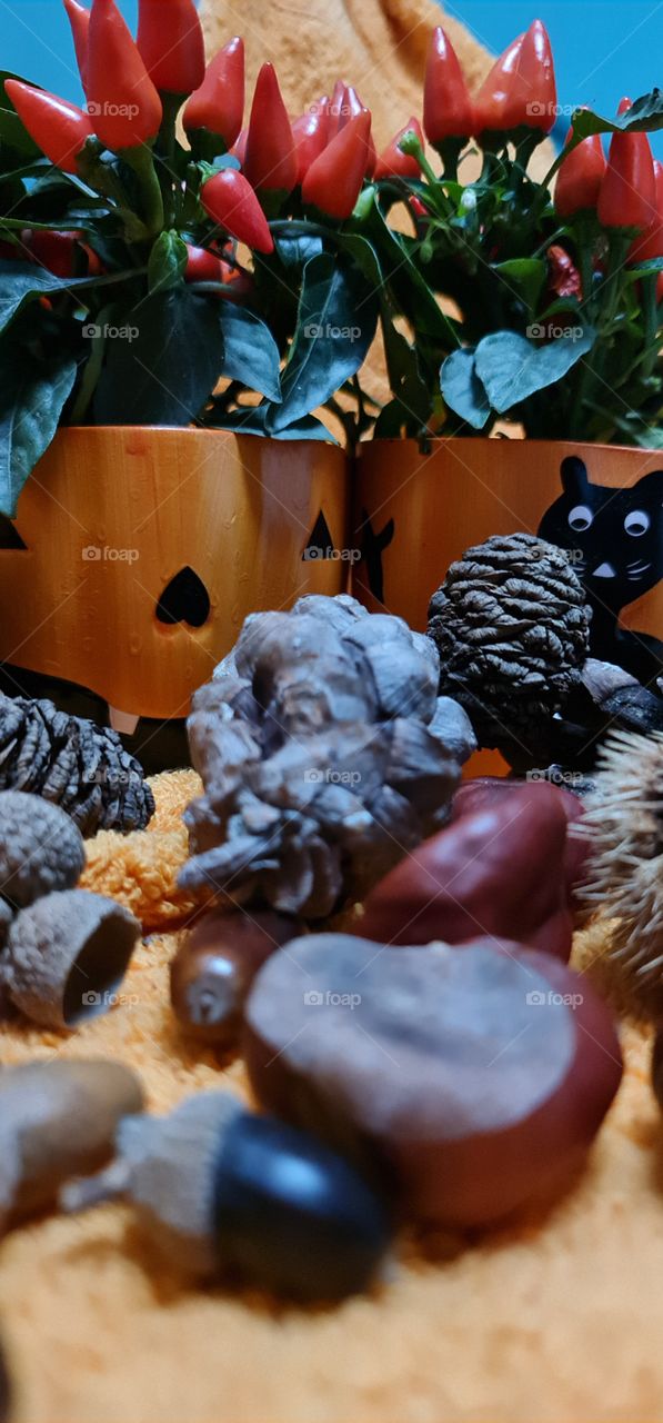 Halloween pumpkins or vases?