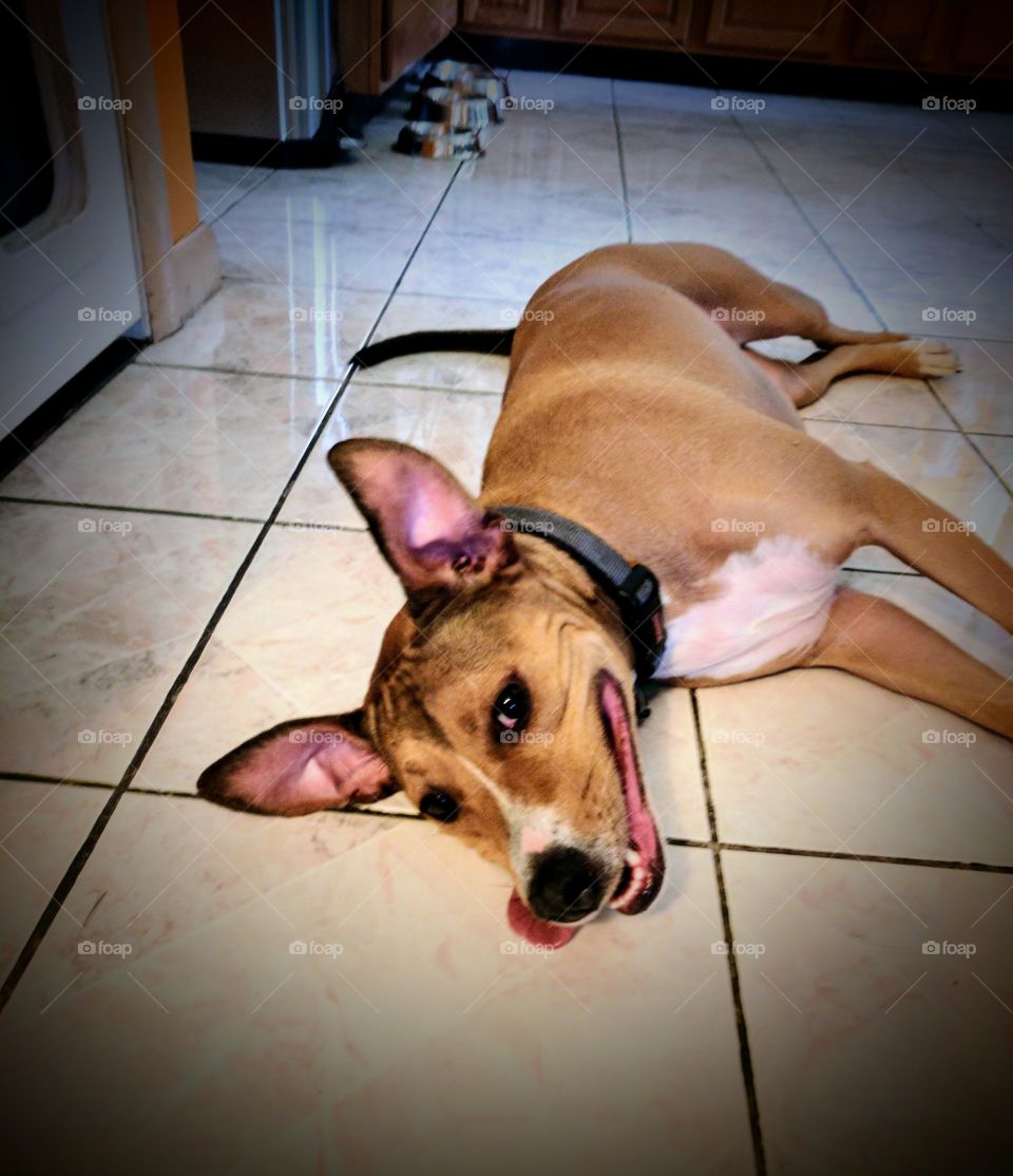 Tired Dog Laying On Tile Floor