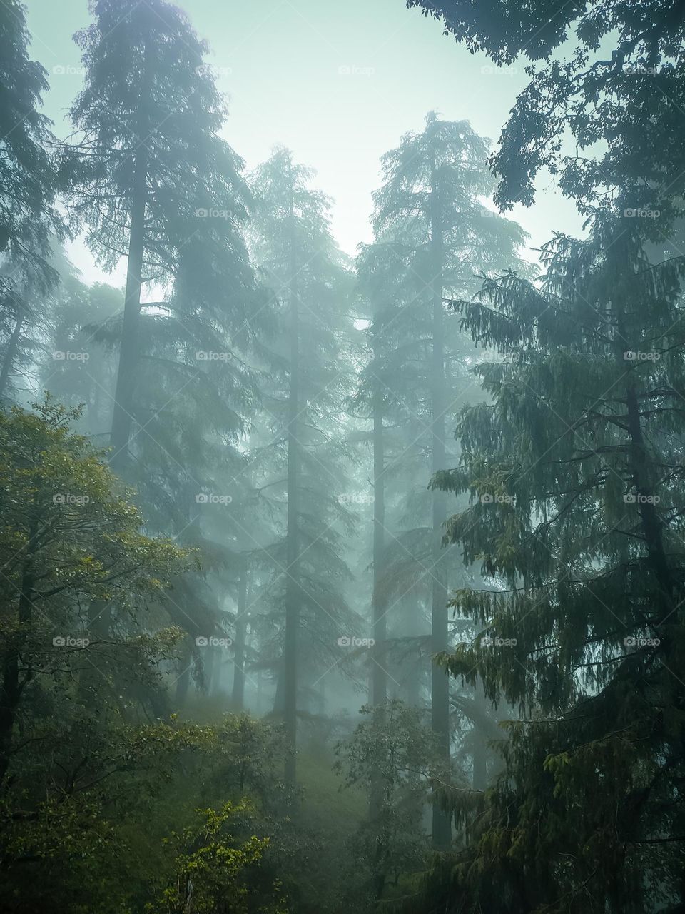beautiful trees and fog