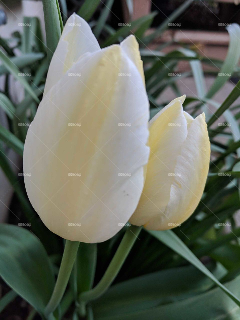 Yellow stripe tulip