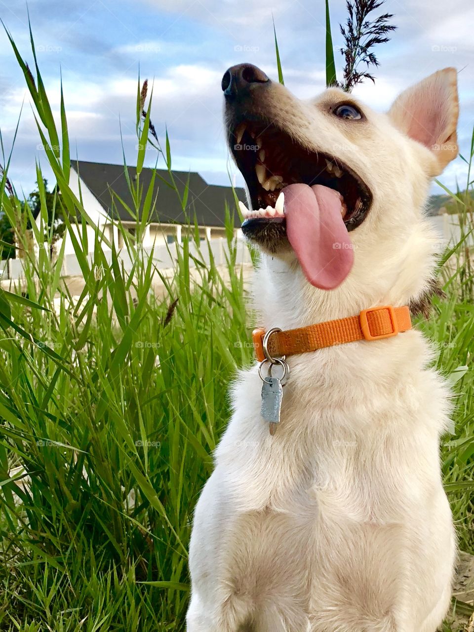 A silly Siberian Husky/Pomeranian (pomsky) pup with a long tongue posing for pictures looking admiringly up at his owner during and evening trip to the local dog park.