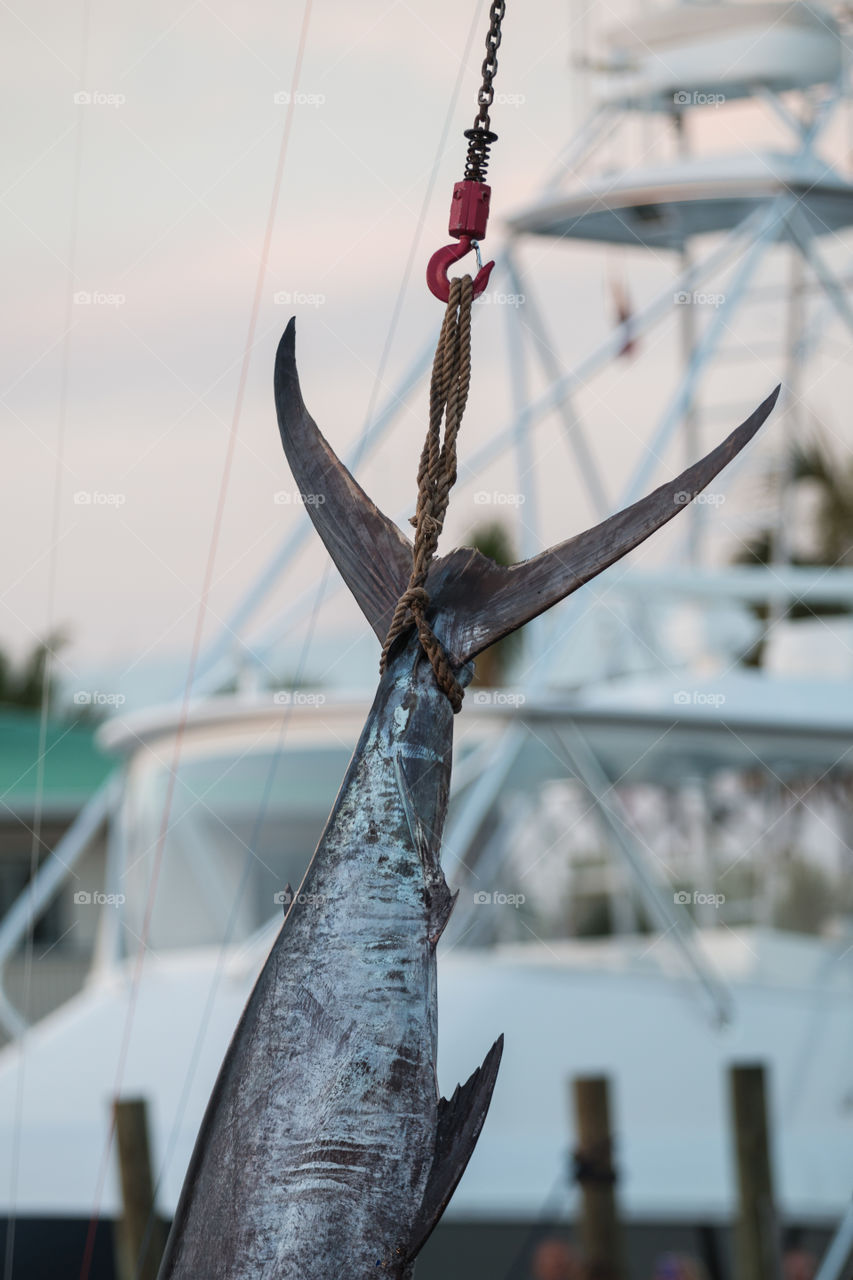 Rope holding blue marlin fish for the Mobile fishing club in Alabama USA 