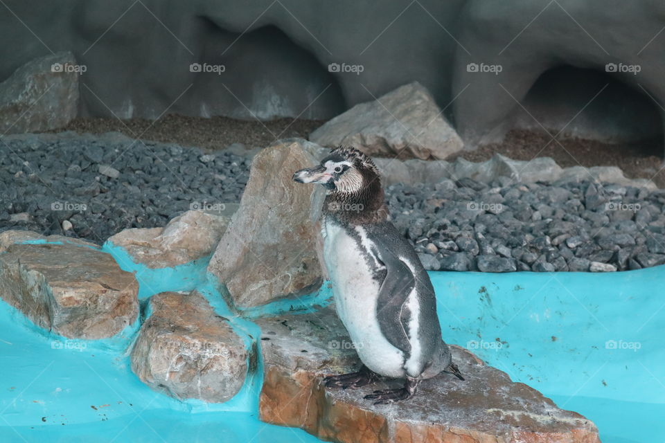 This is a penguin at the zoo