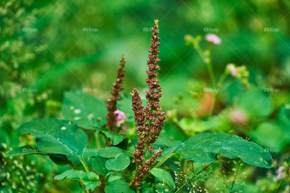 Bud - plants- backyard garden