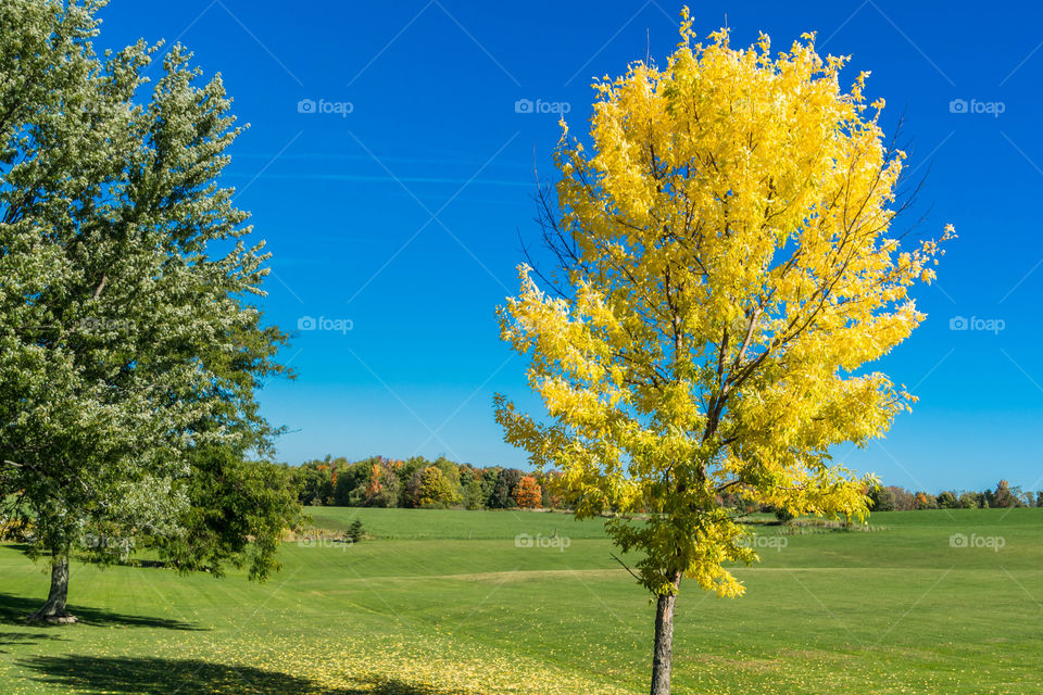 High angle view of tree