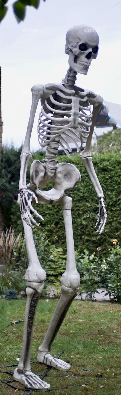 Three metre tall skeleton a gear Halloween decoration.